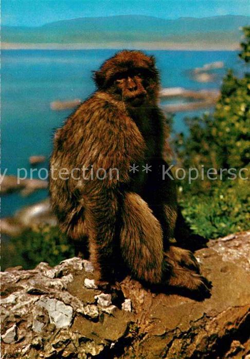 Affen Rock-Ape Gibraltar