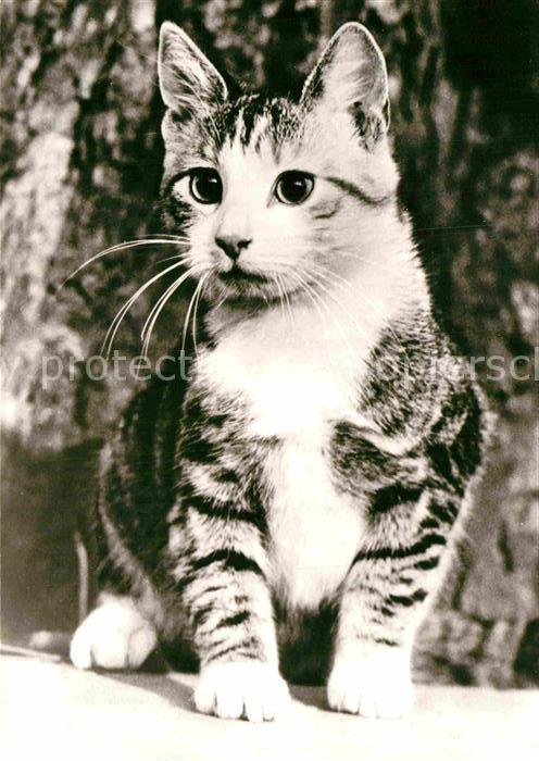 Katzen