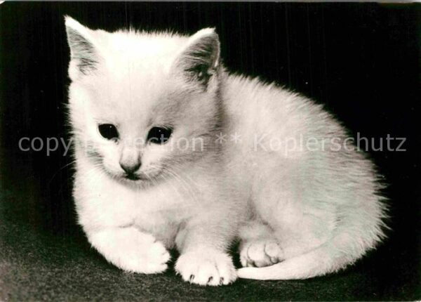 Katzen