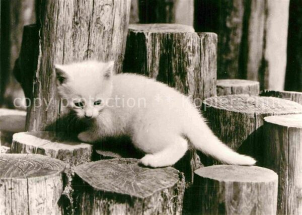 Katzen