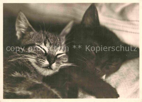 Katzen