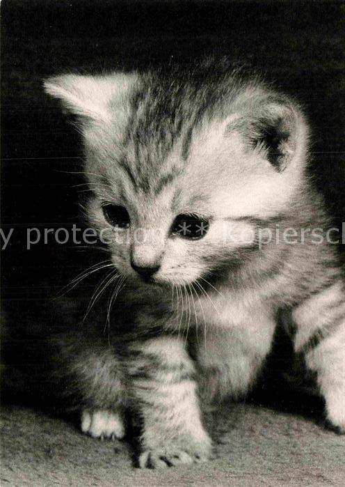Katzen