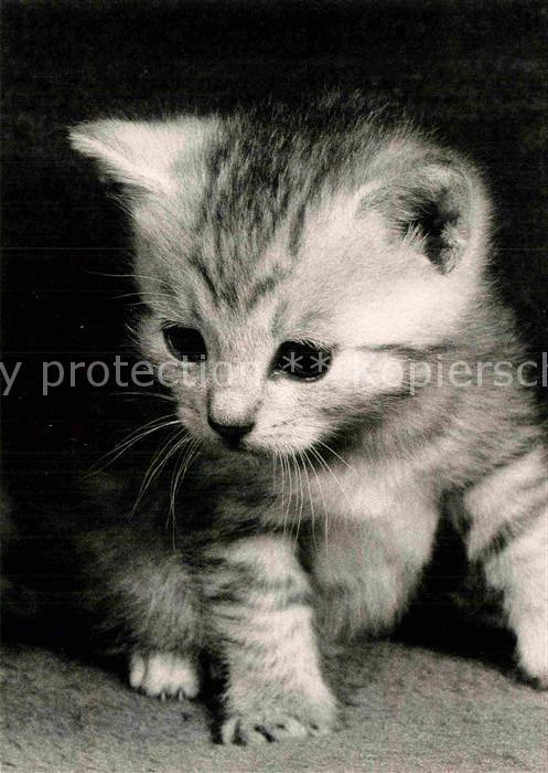 Katzen