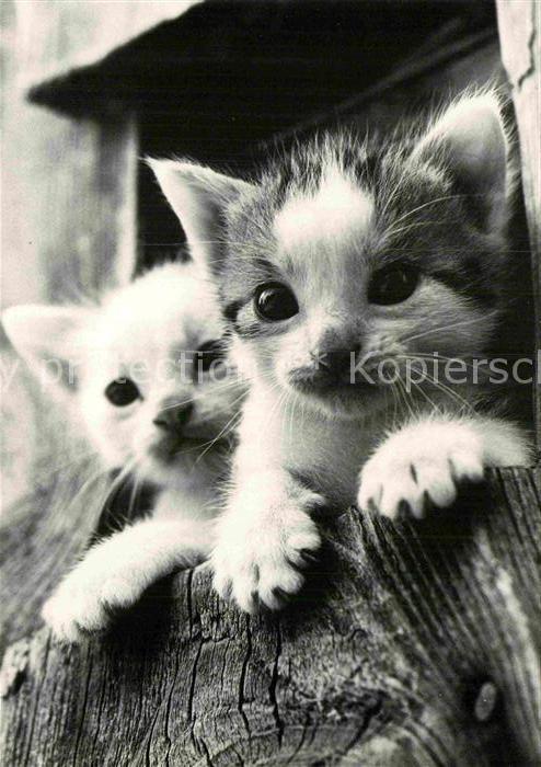 Katzen