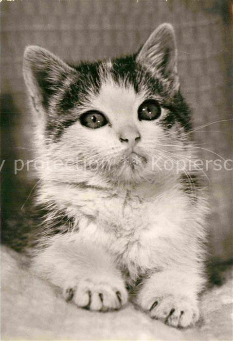 Katzen