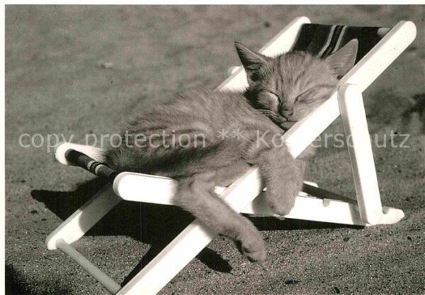 Katzen Liege