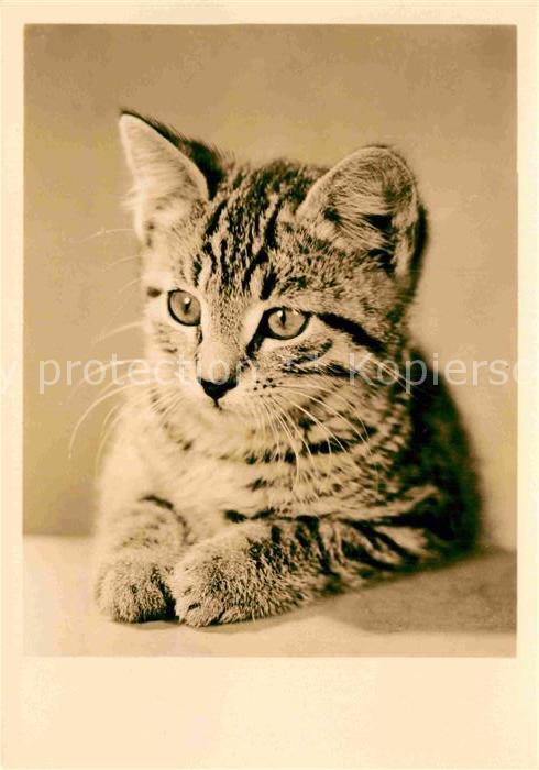 Katzen