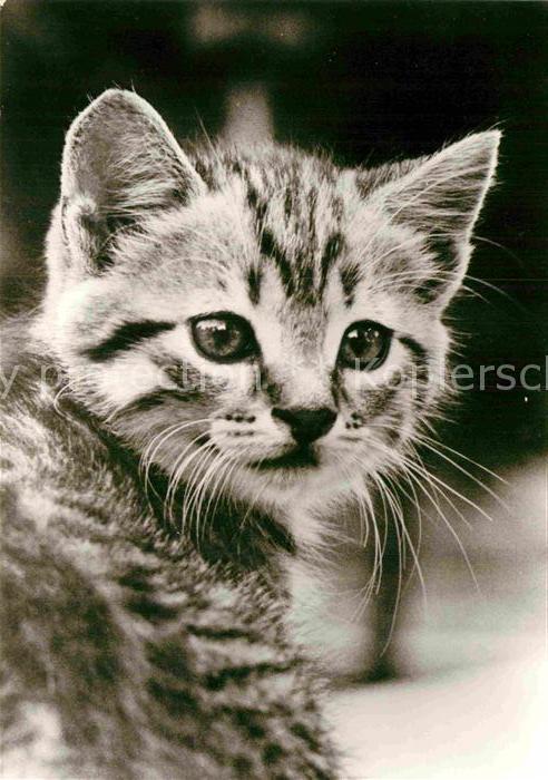 Katzen