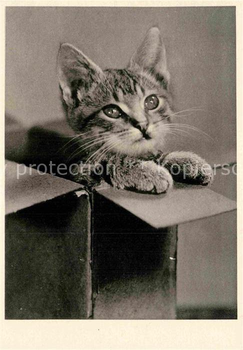 Katzen