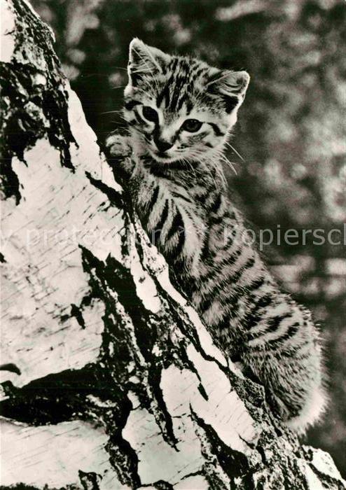 Katzen