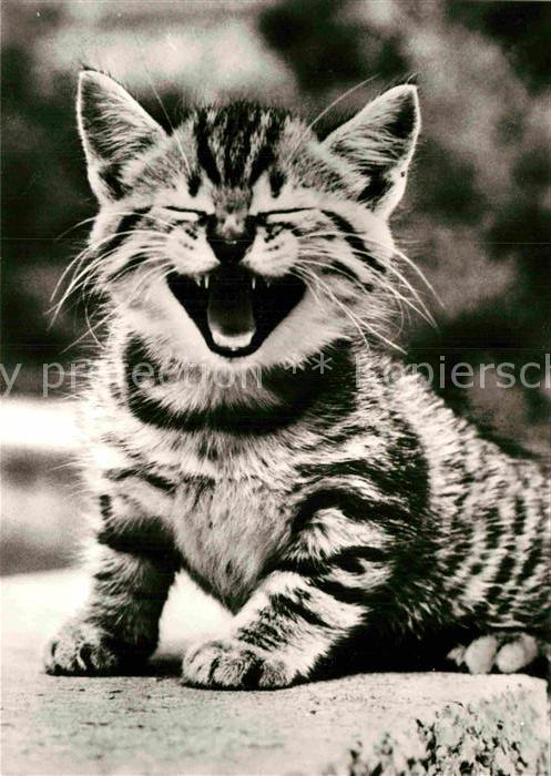 Katzen