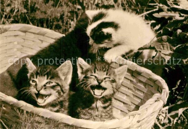 Katzen