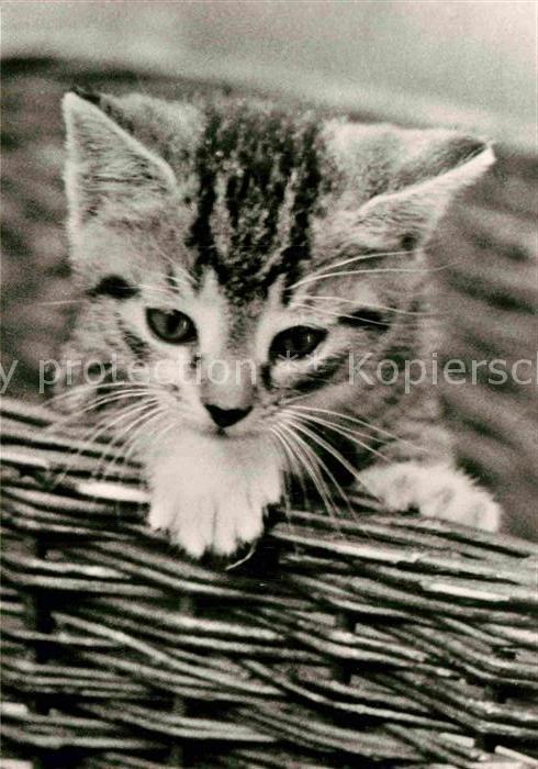 Katzen