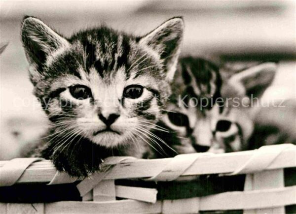 Katzen Hauskatzen