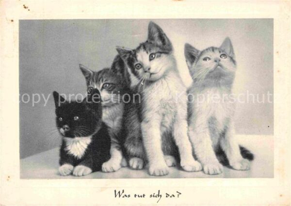 Katzen
