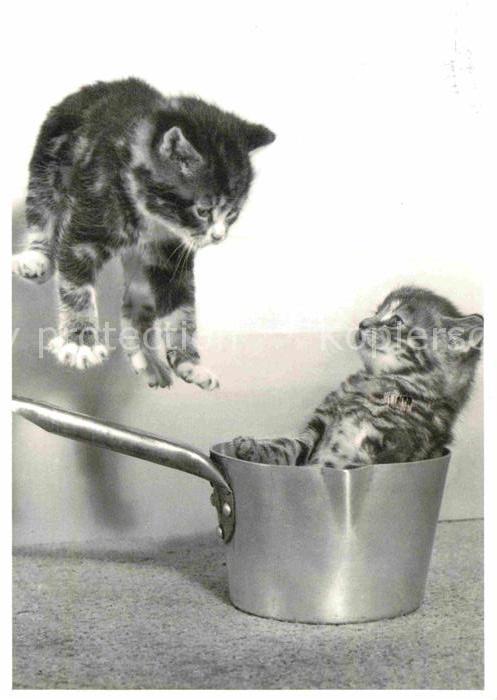 Katzen Saucy Kittens