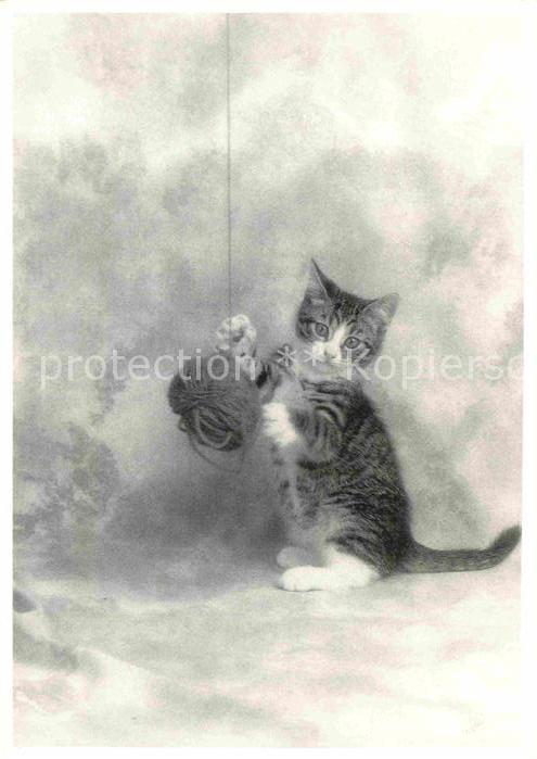 Katzen