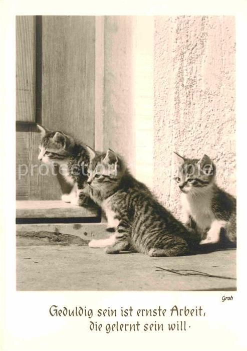 Katzen