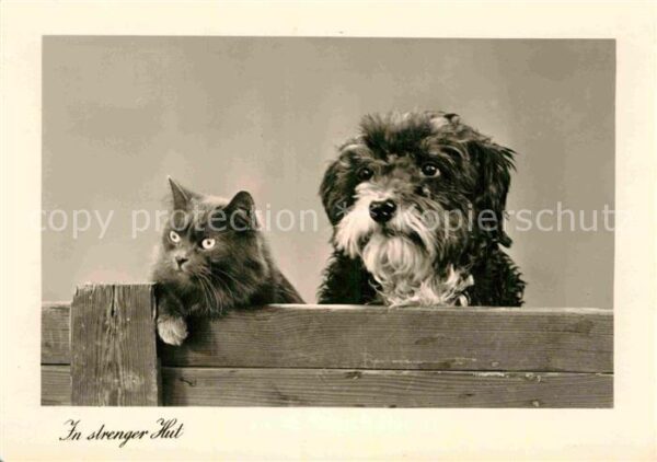 Katzen Hund