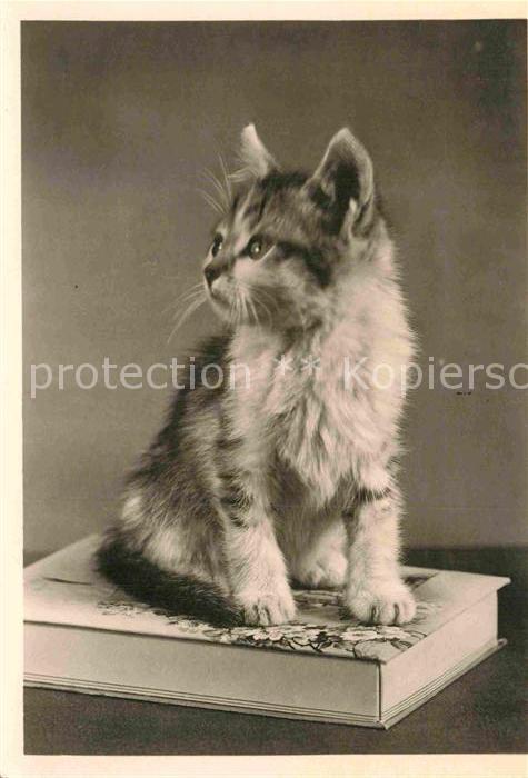 Katzen