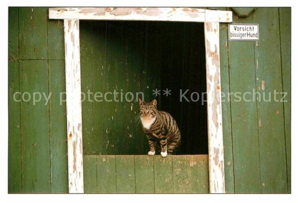 Katzen