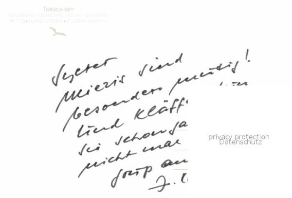 Katzen – Bild 2
