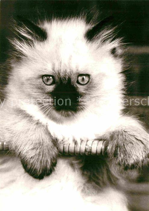 Katzen