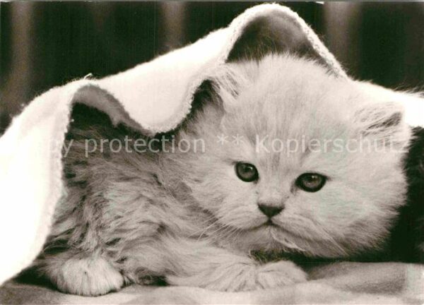 Katzen