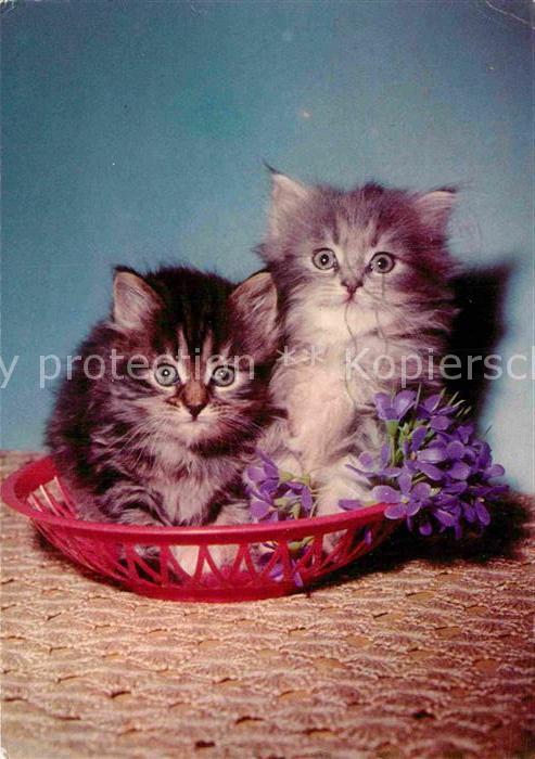 Katzen