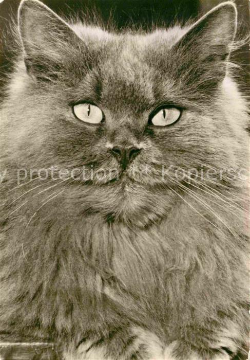Katzen