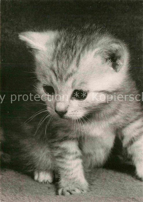 Katzen