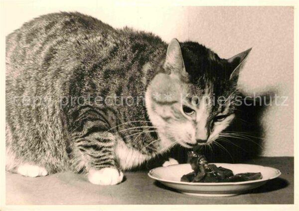 Katzen