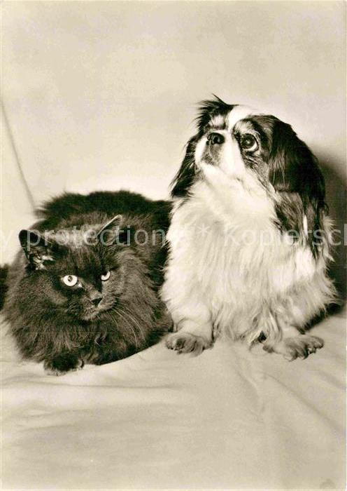 Katzen Hund