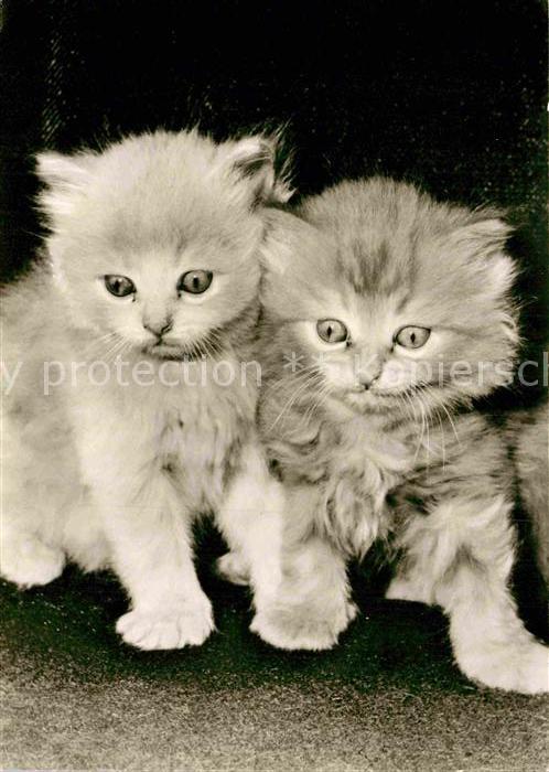 Katzen