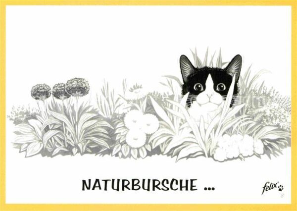 Katzen Werbung Felix