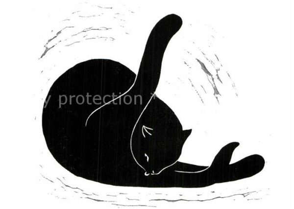 Katzen Katzenwäsche Franz Traunfellner