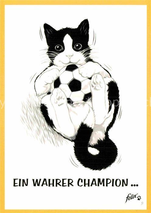 Katzen Fussball Werbung Felix