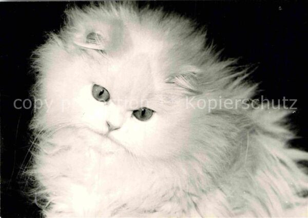 Katzen