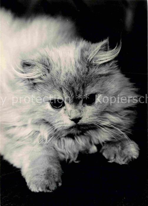 Katzen