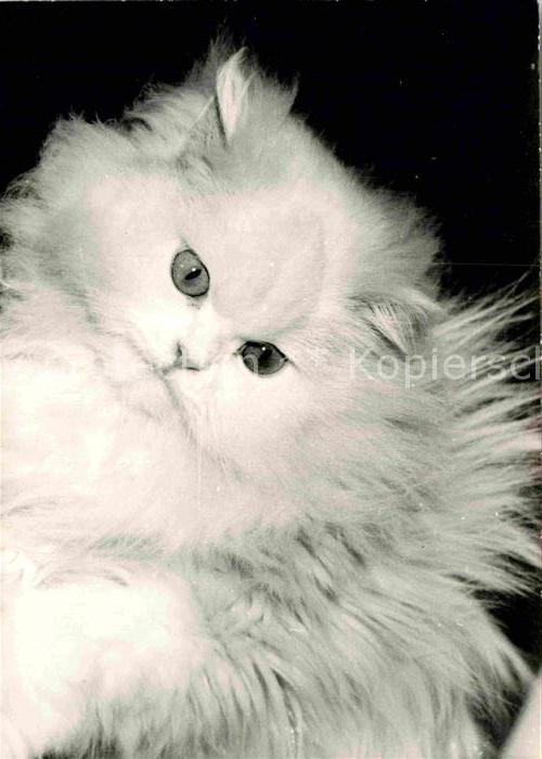 Katzen