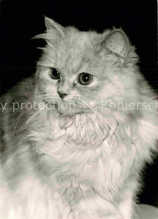 Katzen
