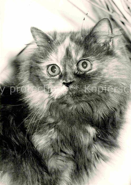 Katzen