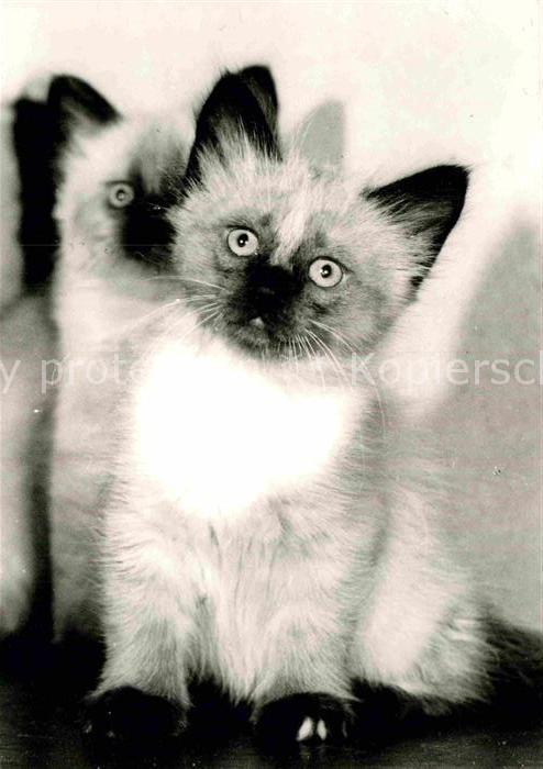 Katzen
