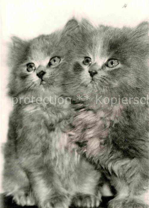 Katzen