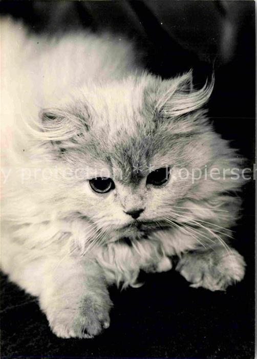 Katzen