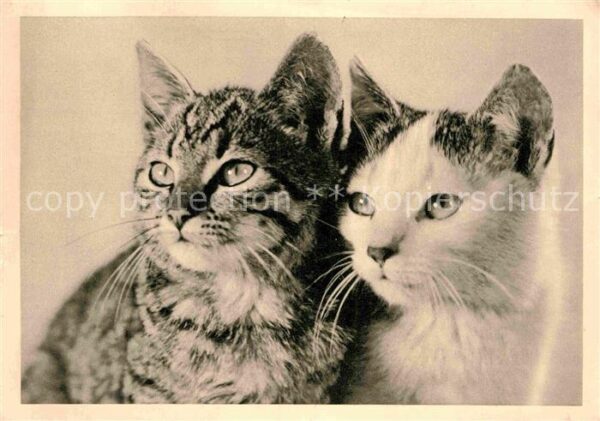 Katzen