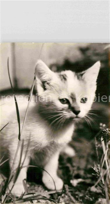 Katzen