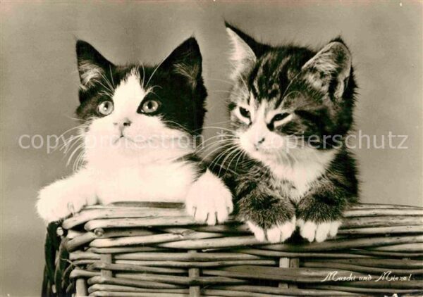 Katzen
