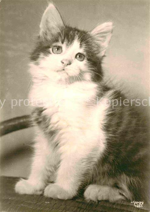 Foto Popp Nr. 1665 Katze