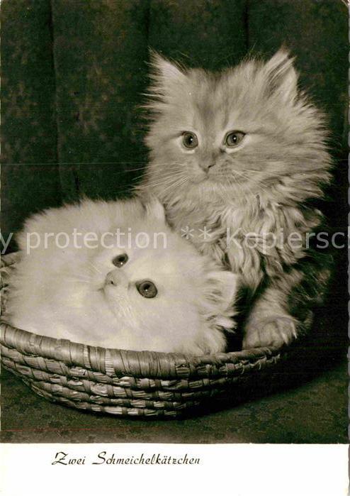Katzen